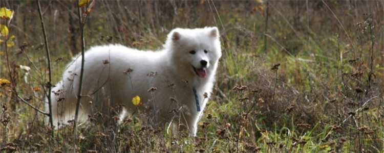 萨摩耶的缺点有哪些 微笑天使内心也住着小恶魔