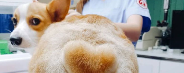 柯基拉屎多怎么办 柯基大便如何才算健康