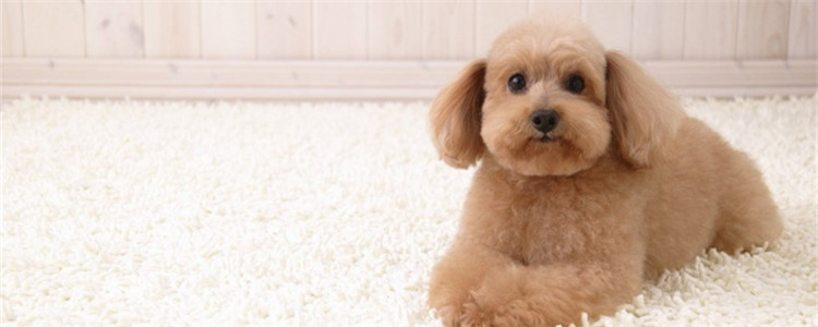 泰迪有几种性格类型 你家的狗狗属于哪一种