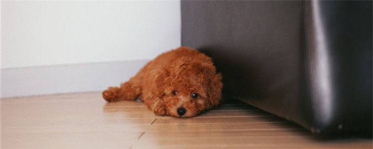 泰迪喜欢主人的几种表现 你家的狗狗喜欢你吗