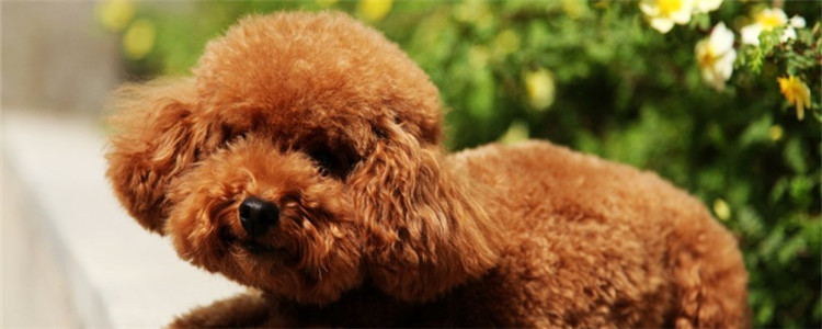 如何获取泰迪的好感 刚养泰迪的新手看过来