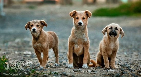 狗狗换粮需要注意什么 喂食单一的狗粮对狗狗好吗