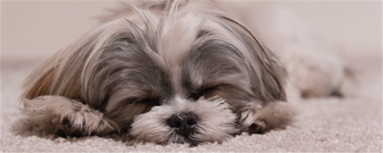 狗狗为什么会护食 如何纠正狗狗护食的坏习惯