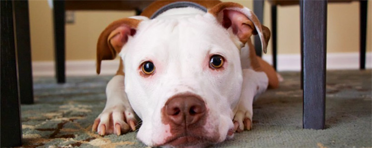 狗狗为什么爱舔人 狗狗舔人有什么意义吗