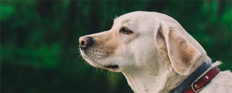 什么狗狗适合陪伴孩子 这五种狗狗适合陪伴孩子成长