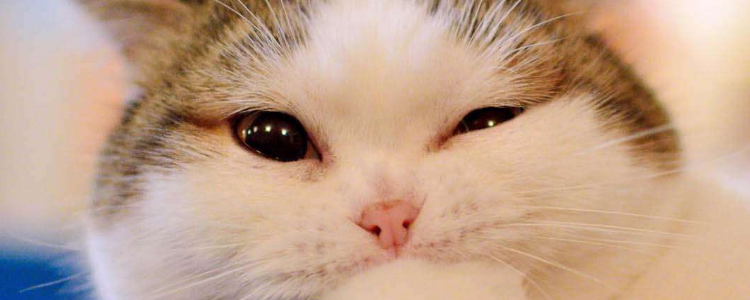 猫营养膏的作用 猫一定要吃营养膏吗