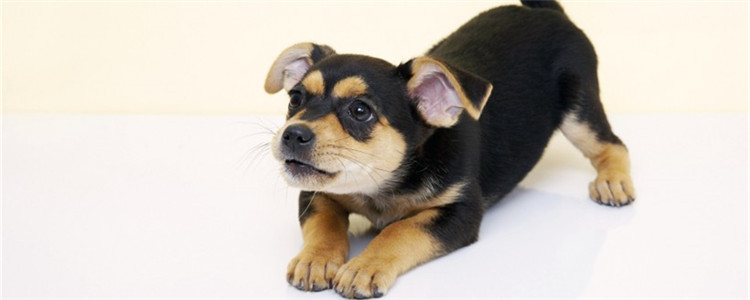 狗为什么咬自己尾巴 狗狗追着自己尾巴咬是生病了吗