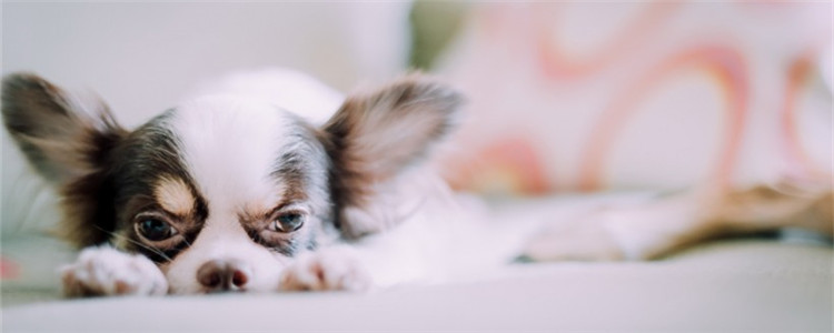 狗狗吃太多会怎么样 如何分辨狗狗有没有吃饱