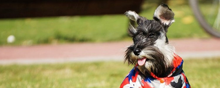 捷克梗产前征兆有哪些 捷克梗产前需要准备什么