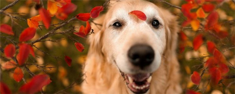 爱卖萌的几种狗狗 卖起萌来让你受不了