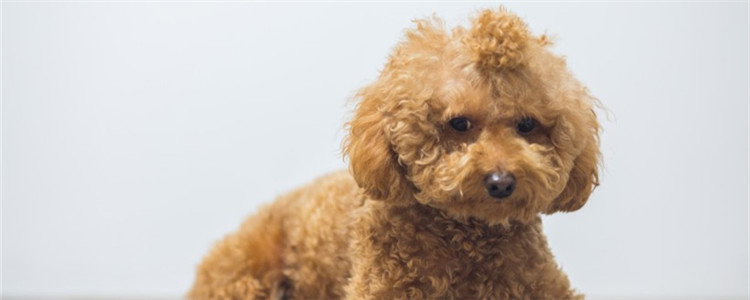 适合女生养的三种狗狗 乖巧可爱你心动了吗