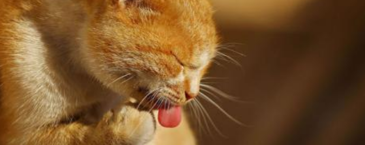 松木猫砂和豆腐猫砂那种比较好 该如何给猫咪选择？