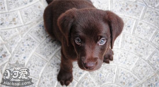 狗狗的眼神代表什么 教你读懂狗狗的眼神