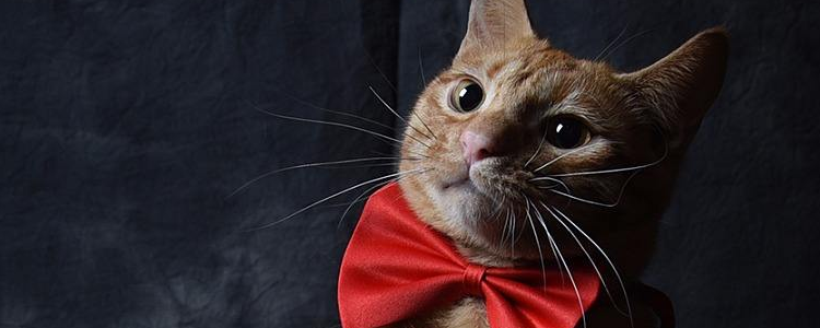 水晶猫砂的优缺点 水晶猫砂有毒吗