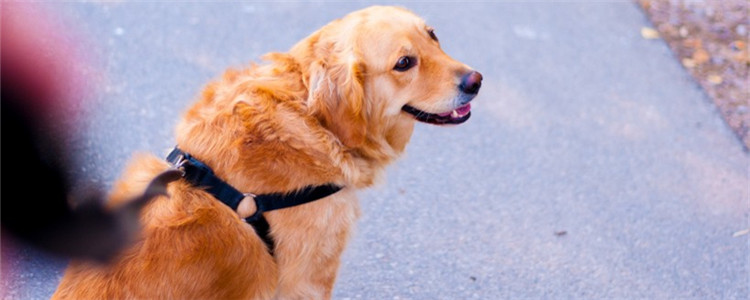 这五种自来熟的狗狗 养它们一定要多长个心眼