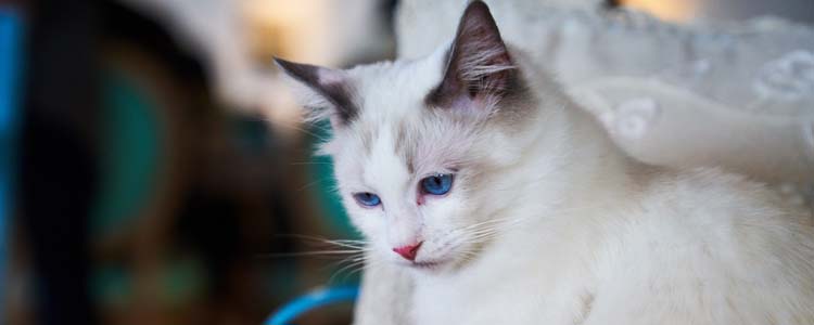 怎么预防布偶猫流产 布偶猫流产了怎么办