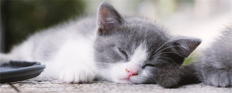 猫咪摔伤了能自愈吗