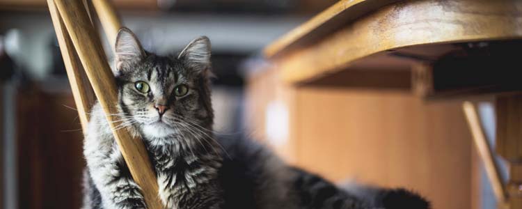 各种猫砂怎么选 教你如何选择主子喜欢的猫砂！