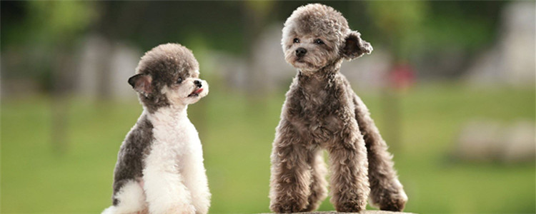 狗狗第一次来月经