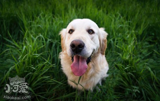 金毛狗怎么喂养 金毛吃什么才对身体健康