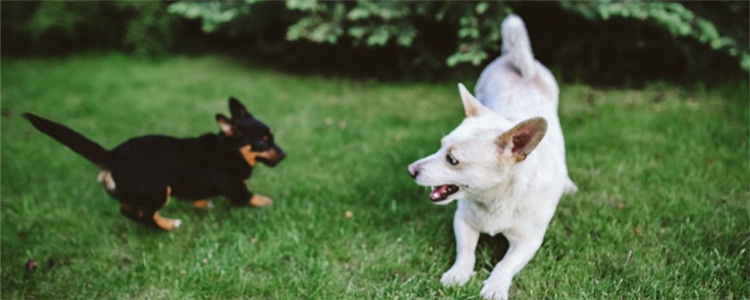 遛狗有什么好处 遛狗不仅仅是对狗好