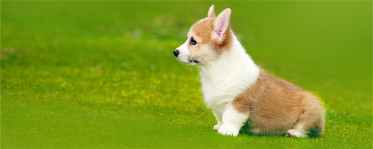 柯基有什么缺点 看完你还会想养柯基吗