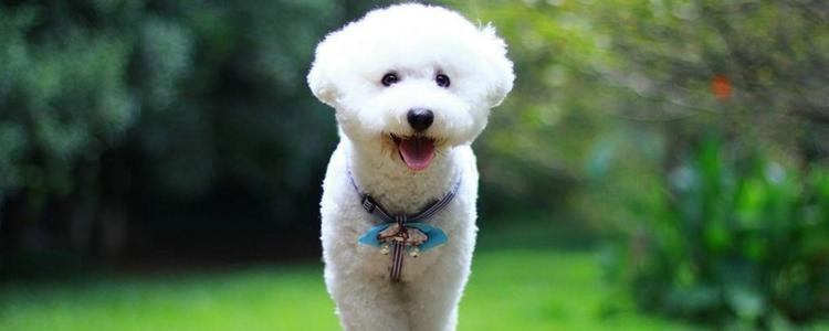 比熊泪痕重是为什么 如何减少比熊的泪痕