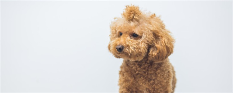 泰迪散步需要注意什么 你真的知道遛狗吗