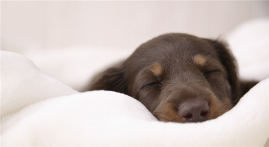 进口狗粮好在哪里 为什么这么多人喜欢进口狗粮