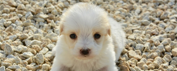 进口狗粮有什么优点 进口狗粮比国产狗粮好在哪