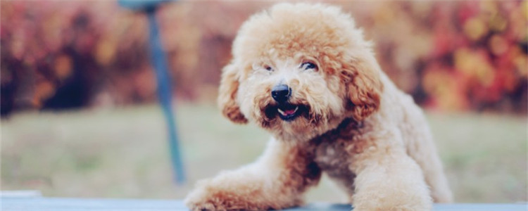 如何挑选贵宾犬 看着几点就知道了