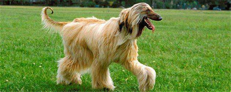 四种适合家庭饲养的大型犬  忠诚可靠不掉毛