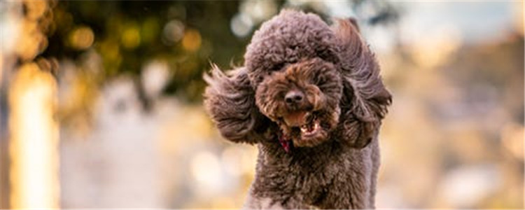 泰迪如何预防寄生虫 主人一定要记得给狗狗驱虫