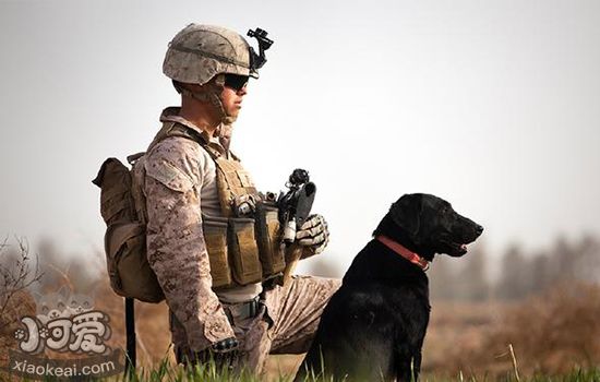 狗的用途种类有哪些 用途犬介绍