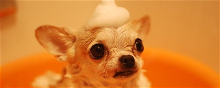 好看的超小型犬有什么 这三种绝对可爱到爆炸