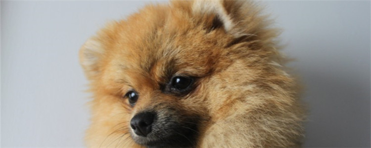 博美有哪些缺点 看完还想养那就是真爱了