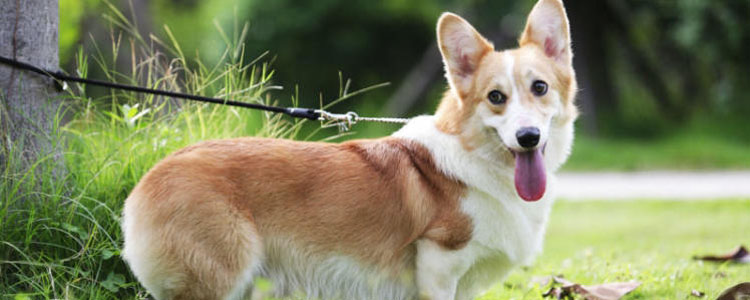 柯基断尾的原因 教你如何给柯基断尾教程