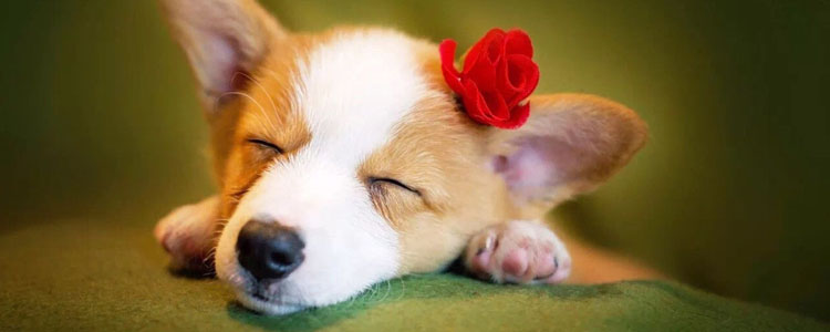 柯基耳朵不立怎么回事 柯基耳朵不立该怎么处理你知道吗