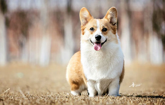 母柯基来月经的症状 母柯基发情会出现征兆