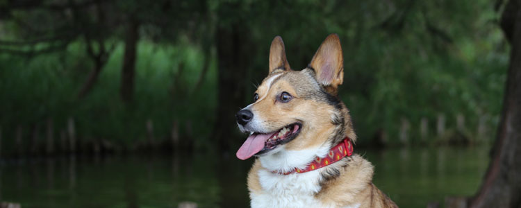 母柯基绝育的优缺点  母柯基一定要绝育吗