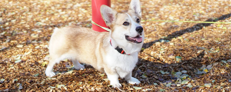柯基幼犬应该如何喂养 应该注意哪些问题