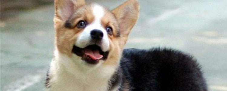 柯基怎么看品相 柯基犬品相好坏怎么看