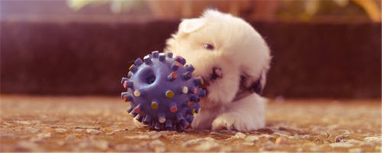 狗为什么会发抖