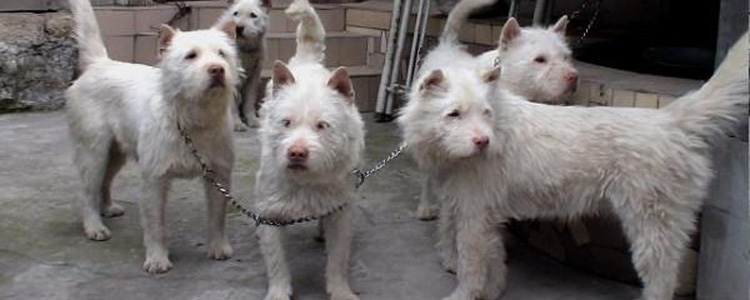 下司犬怀孕几个月生 下司犬怀孕到生产的时间有多长