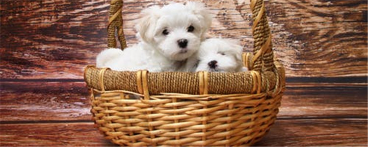 泰迪出现以下几种状况 主人一定要好好管教