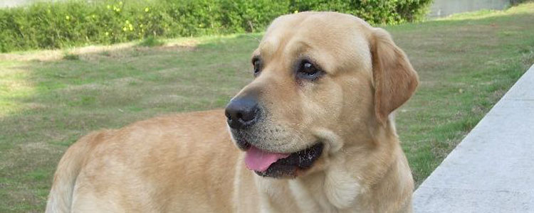 如何解决拉布拉多掉毛的毛病 拉布拉多掉毛怎么办