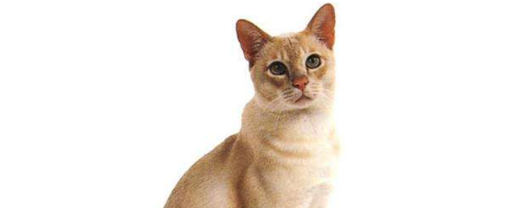 不同阶段的猫吃什么 该如何喂养