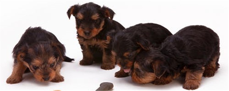 自制狗粮有优点吗 自制狗粮的好处是什么