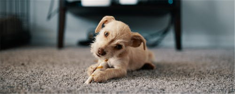 自制狗粮的缺点是什么 食用自制狗粮对狗狗有什么坏处