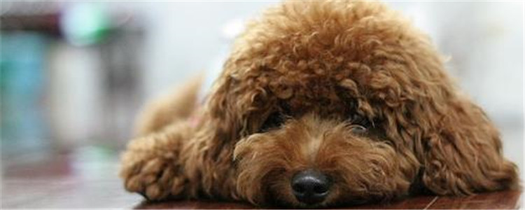 泰迪的优点是什么 看完之后你不想养一只泰迪吗